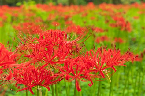 彼岸花 地獄花|ヒガンバナ（彼岸花／曼珠沙華）はなぜ不吉で怖い？。